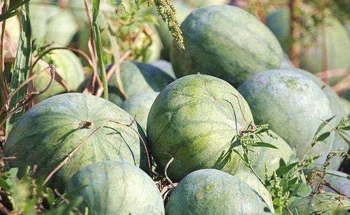 瓜能用来怎么吃,尽享夏日清凉美食之旅